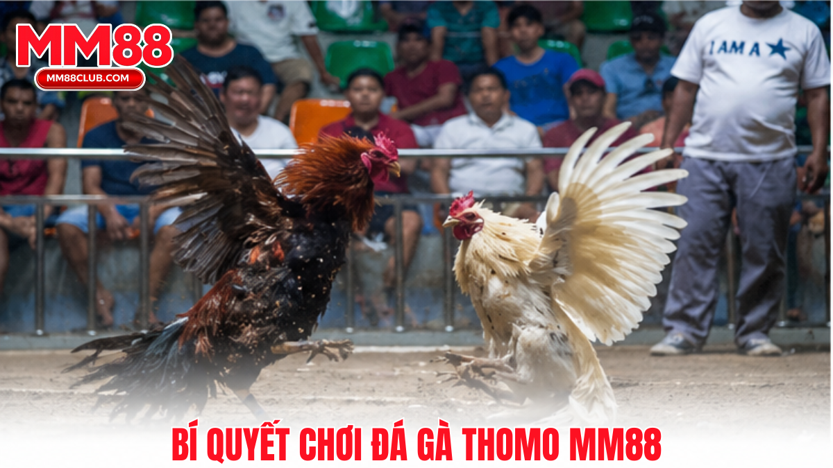 Bí quyết chơi đá gà Thomo tại MM88 hiệu quả và ổn định hơn