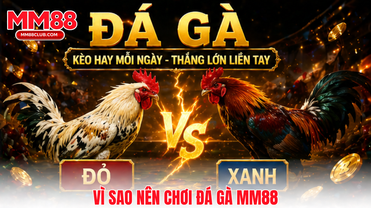 Vì sao Đá gà MM88 được nhiều người chơi lựa chọn mỗi ngày